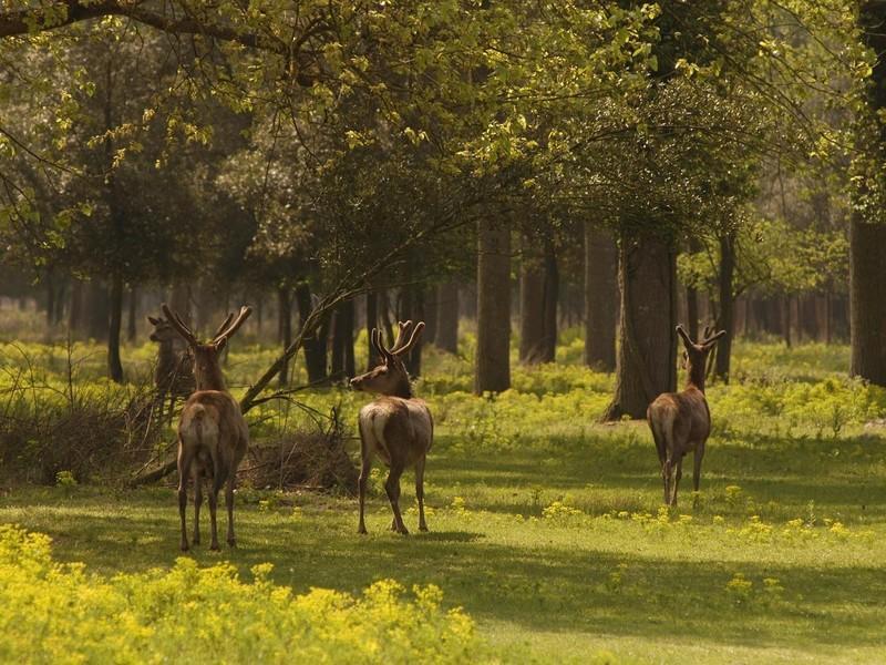 Il Dosso Agriturismo Кодігоро Екстер'єр фото